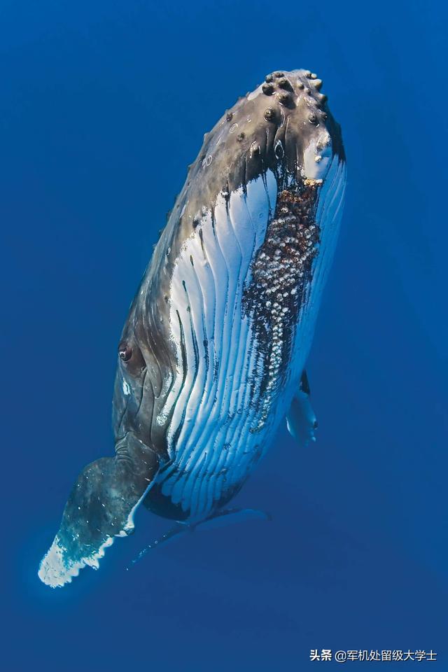 狗仔鲸蜕皮:为什么鲸鱼身体上有藤壶？