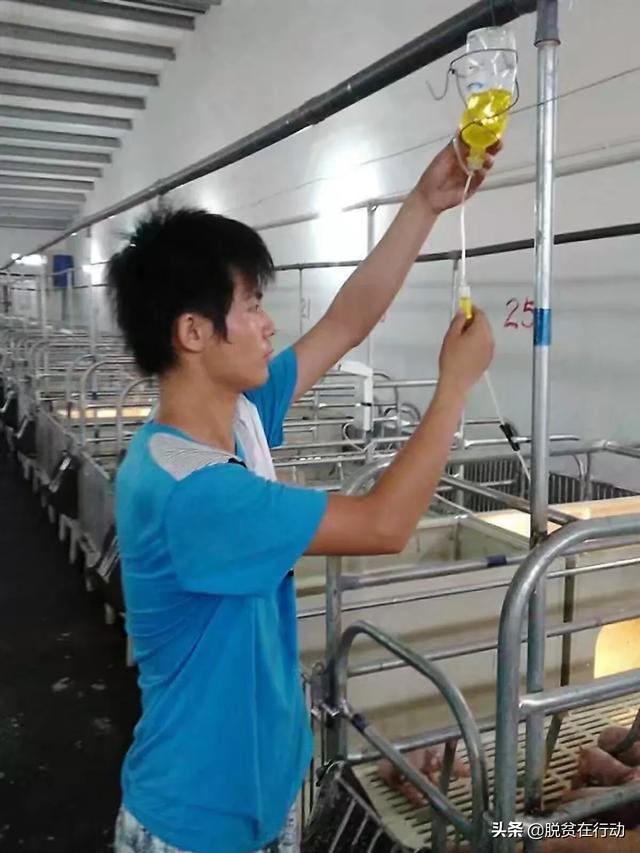 猪气喘病是什么原因:怀孕母猪喘气用什么药较好？