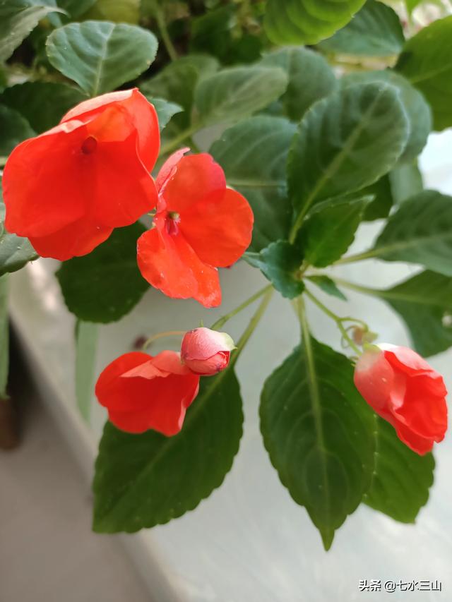 有婚纱和翅膀的的微信头像:十一岁的女儿不愿意对我敞开心扉，我该怎么办