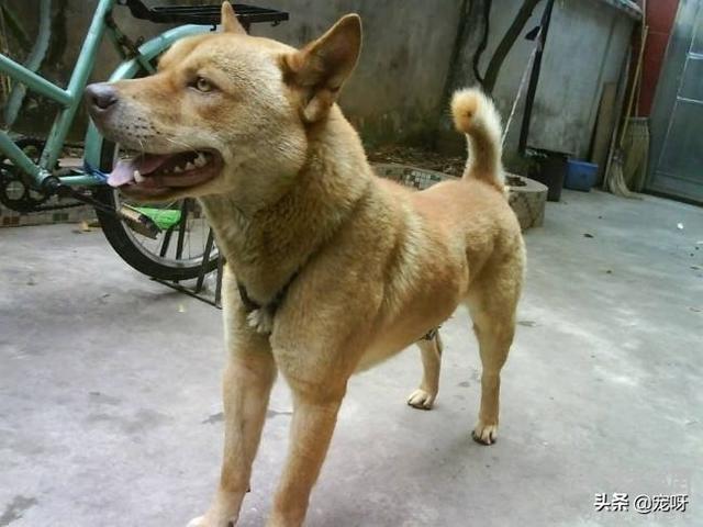 中国沙皮犬喜叫程度:我国最可怕的四种猛犬是什么狗？为什么？