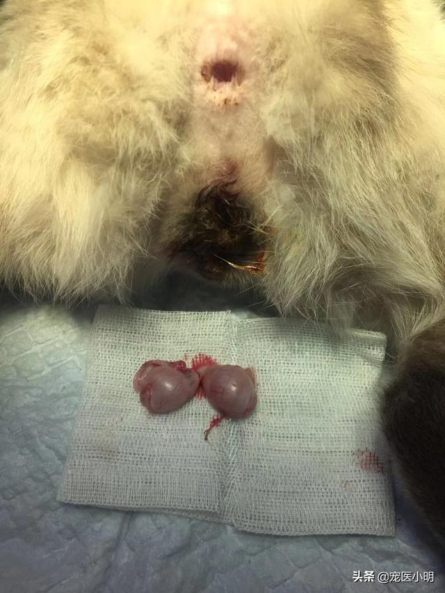 猫咪绝育当晚走来走去:猫做绝育的时候一般是什么状态？ 猫咪绝育后一直走来走去
