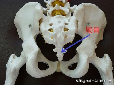 动物尾巴的用处:为什么动物有尾巴，而我们却没有尾巴呢