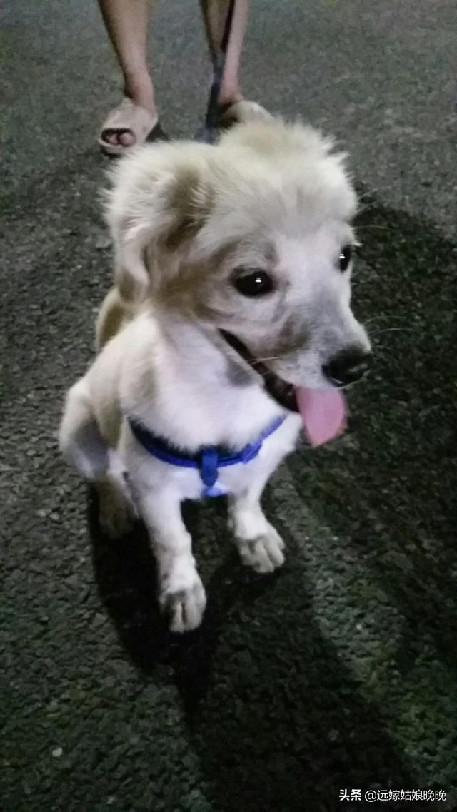 幼狗的狗粮怎么喂:幼狗狗粮怎么选 捡到的好小的小奶狗怎么养，在线等？