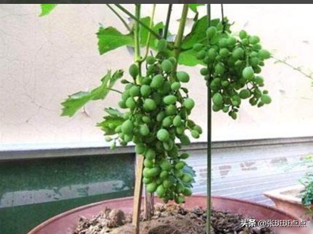 葡萄种植方法:葡萄种植技术,葡萄种植方法？