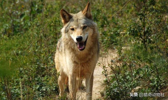 头条问答 高加索犬能够击败北美灰狼吗 18个回答