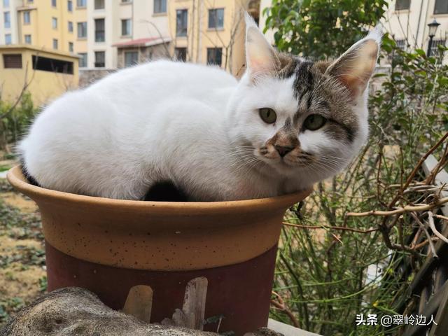 你什么时候被猫的智商震惊了？插图14