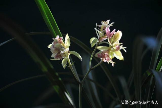 在深圳可以养什么兰花？