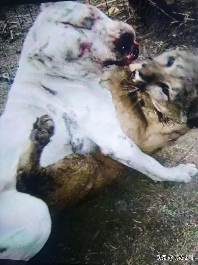 头条问答 哪种狗狗的领地意识最强 17个回答