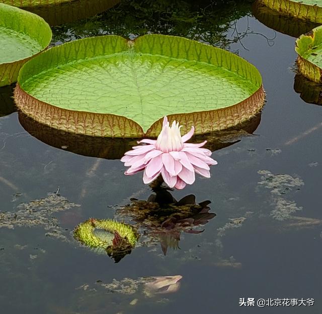 七夕是什么节，七夕是什么时候