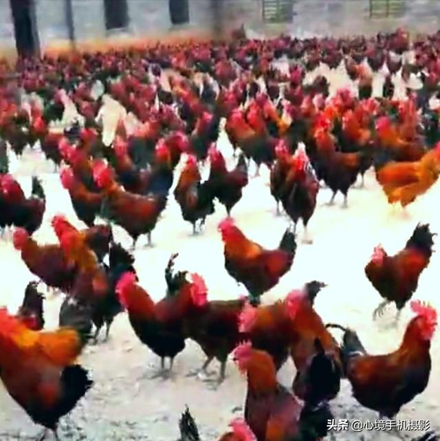 4个月俊介多少钱一只:散养土鸡如果4个月能买每只约2.5斤500只能有多少利润？