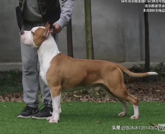 头条问答 想养一条护卫犬 体重40到60斤左右 体型中等 好打理 有哪些推荐 饭冰冰的回答 0赞