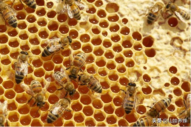 喝蜂蜜水能壮阳吗，蜂蜜会增加雄性激素吗为什么