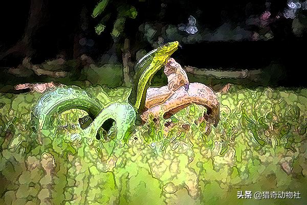 奥斯丁抓绿森蚺:大蛇成蟒，大蟒成蚺，大蚺成蛟，大蛟成龙是真的吗？