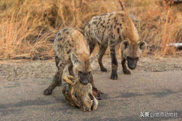 鬣狗大战狮子狮子战败被吃掉 为什么鬣狗咬死狮