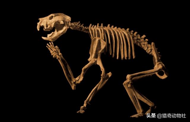 袋獾:蜜獾与袋獾谁厉害？为何？