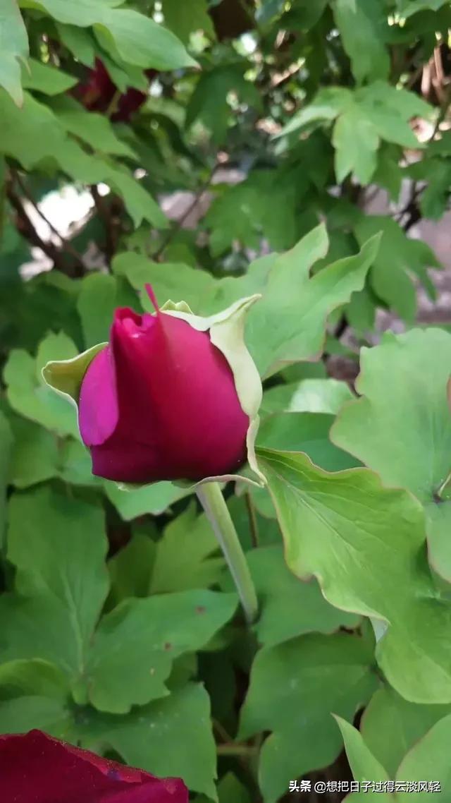 你喜欢花吗？有哪些好看的花朵照片可以分享吗？