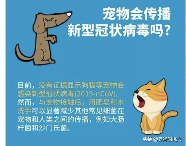 犬冠状病毒和肺炎:如何看待香港确诊全国首例宠物狗感染新型肺炎病毒？