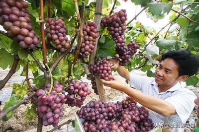 葡萄树的害虫有哪些:葡萄树的主要虫害有哪些，怎样防治？