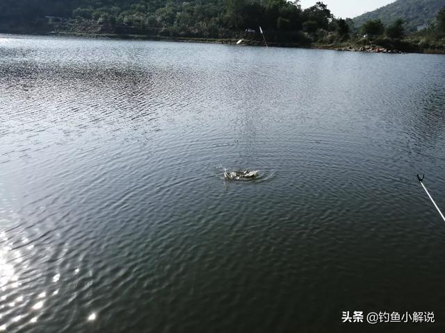 我手秃鹫的活饵:现在怎么调鱼饵好钓鲫鱼？