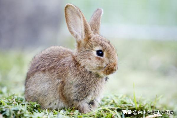 北京宠物兔:宠兔：40天幼兔吃什么容易活，幼兔可以吃青菜吗？