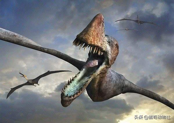 翼龙真的存在吗，请问在恐龙时代，翼龙是怎么可能在天空上飞的呢它没有羽毛吗