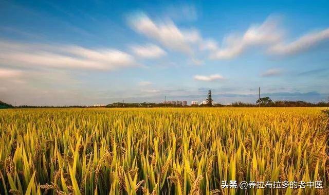 美国 耐威克 主粮:精选国货耐威克犬主粮 假如美国疫情控制不住大爆发，对我国的粮食有没有影响？