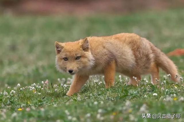 草原肉食动物:青藏高原有什么食肉动物？