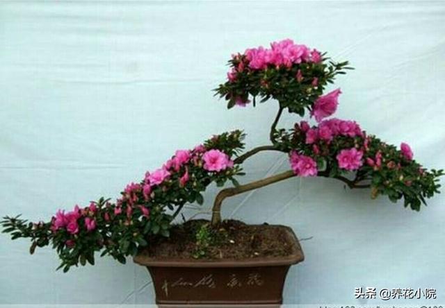 盆栽杜鹃花夏天怎么养:盆栽杜鹃花夏天怎么养? 杜鹃花花色鲜艳，花朵繁茂非常漂亮，夏季该如何养护杜鹃花？