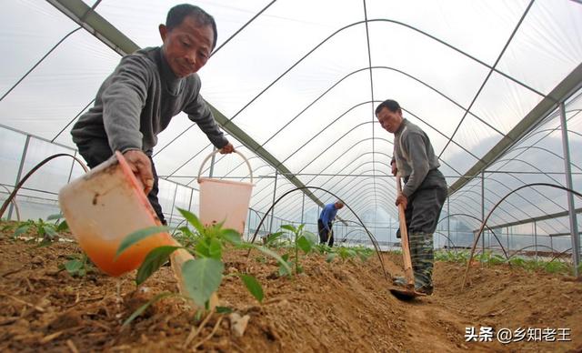 通灭多拉菌素用量:用哪些药可以防止地下根线虫？