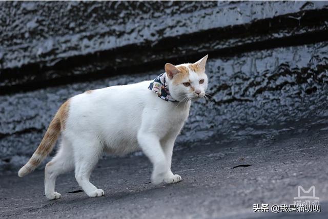 查看宠物医院软件:宠物医院洗澡的地方应该不应该有监控？ 宠物医院团购软件