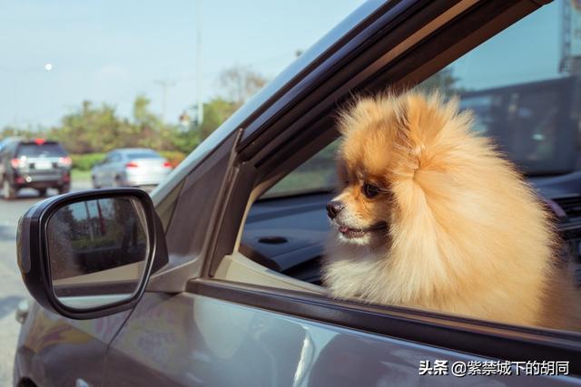 什么狗最忠诚又粘人:为什么有些人自驾游喜欢带条狗？