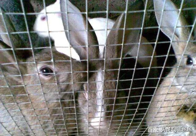 如何用铁丝做兔笼视频:种母兔兔笼多大规格合适？