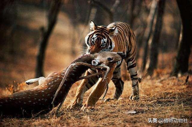 萌萌的猫耳朵猫咪照片:为什么大型猫科动物的耳朵是圆的，中小型猫科动物的耳朵是尖的？