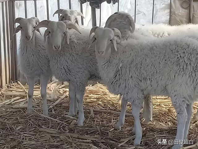 山东今日獭兔价格多钱一斤:在农村，养兔与养羊相比，哪个更划算？