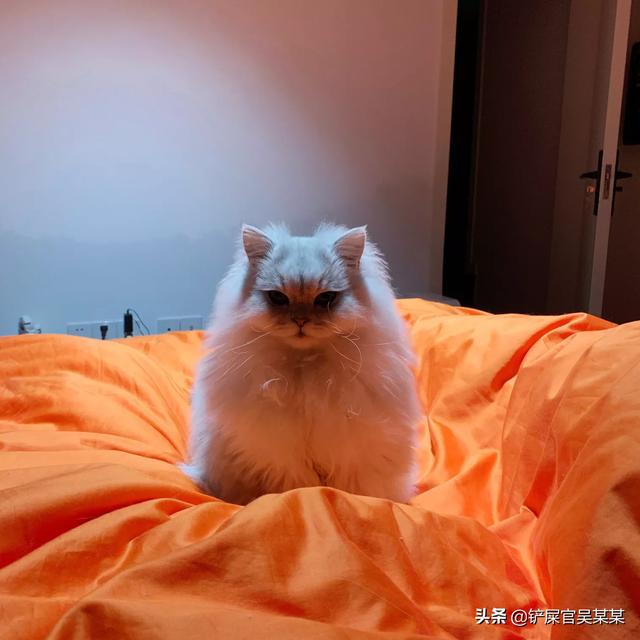 加菲猫幼猫吃什么猫粮好:幼猫该吃什么，现在猫粮买了还没有到，这两天先喂点什么？