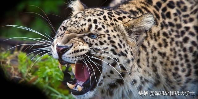 苏门答腊犀牛最新数量:猫科硬件排行?同体型豹子是否比老虎厉害？