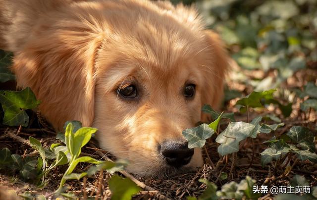 金毛犬的喂养:金毛犬三个不同阶段该怎么喂食？