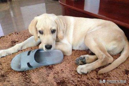 什么叫狗咬胶:狗喜欢轻咬主人手和主人玩耍，怎样纠正？