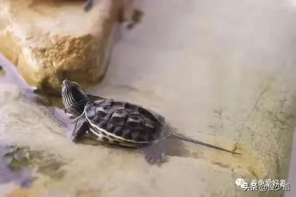 中华花龟常见病:刚买的花龟苗，没什么经验，有什么注意的？ 中华花龟常见的一些疾病有哪些
