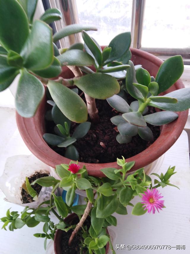 玉树养成盆景的几个技巧，为什么有人养在室内就容易挂掉呢？插图20