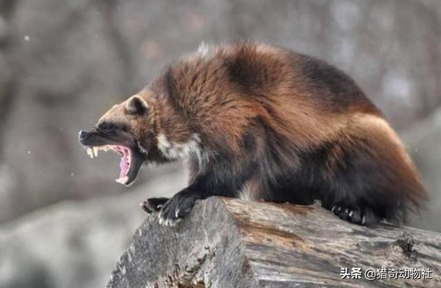 蜜獾和袋獾哪个厉害:蜜獾和袋獾哪个更厉害 蜜獾的生存能力真有那么强吗？