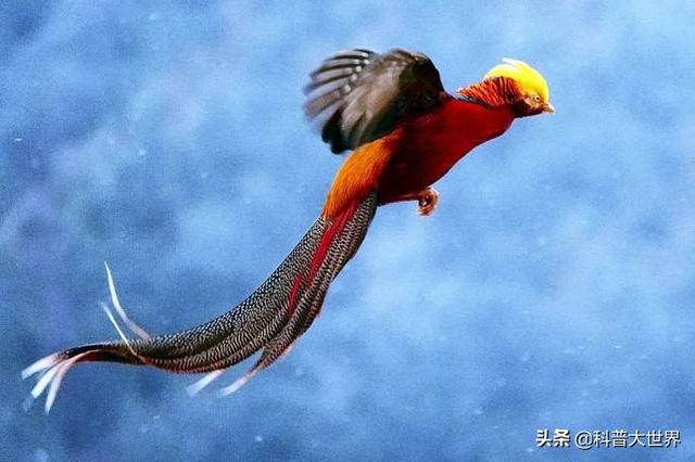 红腹鳜鱼哪里多:红腹鳜鱼哪里有 红腹锦鸡非常漂亮，是国家保护动物吗？主要存在于哪里？