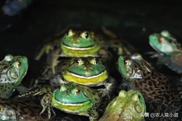 石蛙图片:养殖石蛙怎样才是正规的经营和销售？