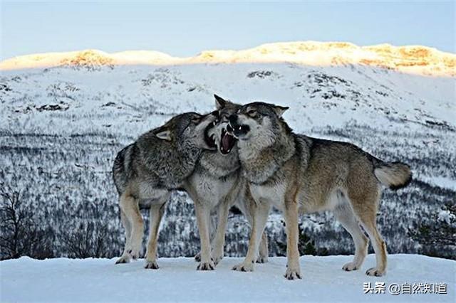 改变世界的犬类 mkv:流浪狗在野外是否有可能发展成狼群？