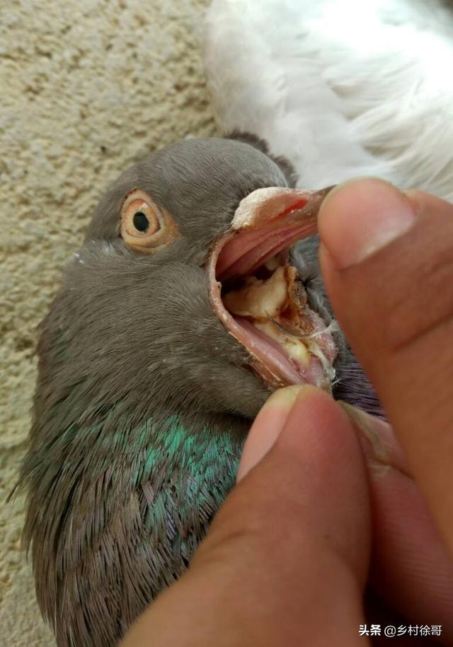 鸽子在喂驱虫药的时候要喂食吗，怎样给德国牧羊犬驱虫，喂德牧驱虫药方法