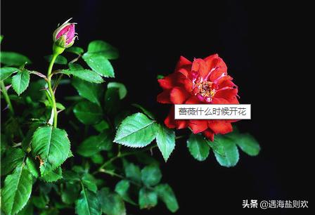 蔷薇花什么时候开几月份开什么颜色:请问粉团蔷薇花期是几月，养护需要注意些什么？