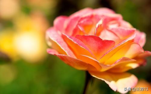 vents月季花品种介绍及图片:月季花品种及名称图片 月季品种繁多。我爱淡雅也爱浓艳。你喜欢什么花色？
