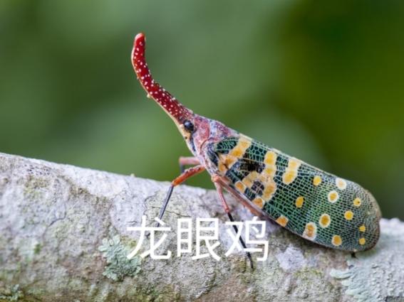 小时候神秘小飞机图片，农村的你们小时候这个玩过没，在树上很多