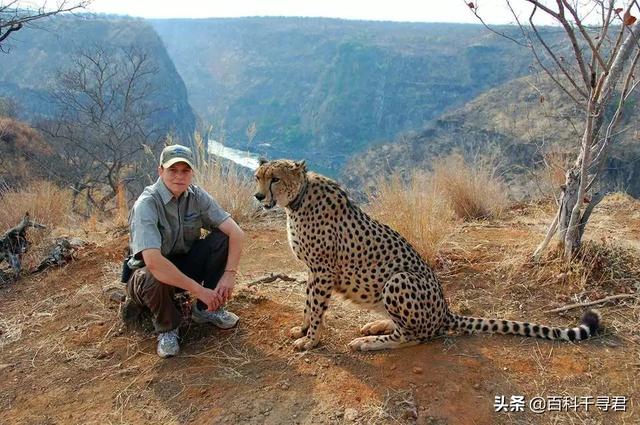 斑鬣狗属于猫科吗:斑鬣狗属于犬科动物吗 为什么有人说猎豹是猫科动物之耻？