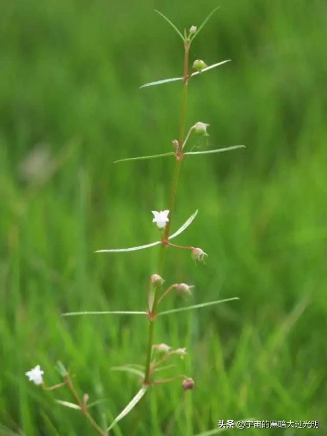 悟空问答 白花蛇舌草的功效有哪些 天北極紫玄地的回答 0赞